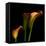 Calla Lily 2-Magda Indigo-Framed Premier Image Canvas