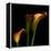 Calla Lily 2-Magda Indigo-Framed Premier Image Canvas