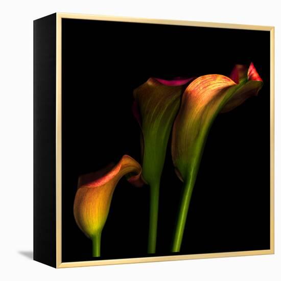 Calla Lily 2-Magda Indigo-Framed Premier Image Canvas