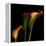 Calla Lily 2-Magda Indigo-Framed Premier Image Canvas