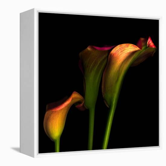 Calla Lily 2-Magda Indigo-Framed Premier Image Canvas