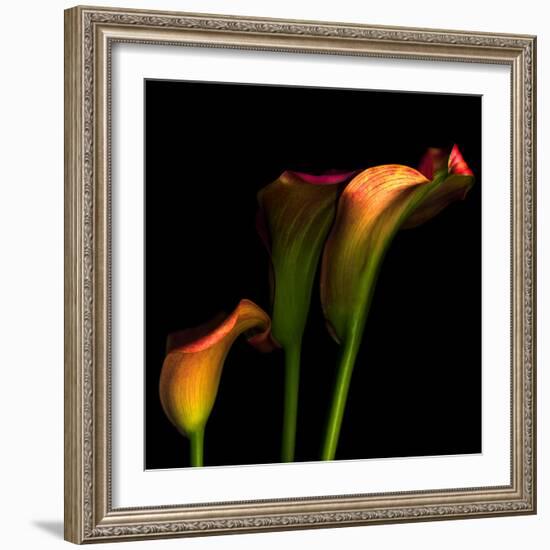 Calla Lily 2-Magda Indigo-Framed Photographic Print