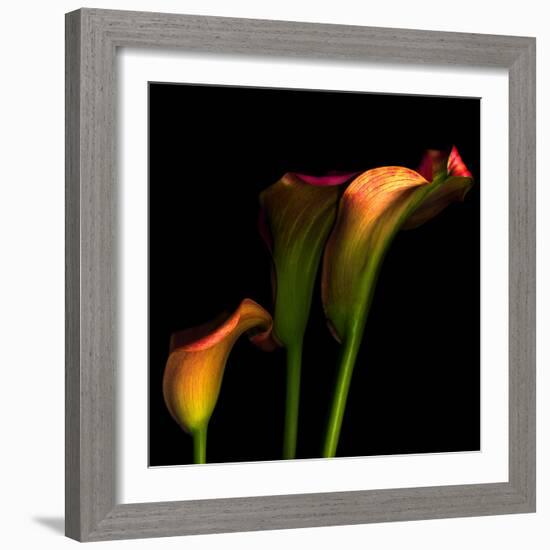 Calla Lily 2-Magda Indigo-Framed Photographic Print