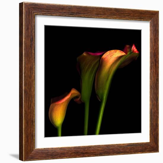 Calla Lily 2-Magda Indigo-Framed Photographic Print