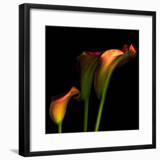 Calla Lily 2-Magda Indigo-Framed Photographic Print