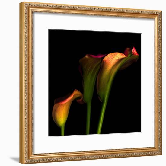 Calla Lily 2-Magda Indigo-Framed Photographic Print