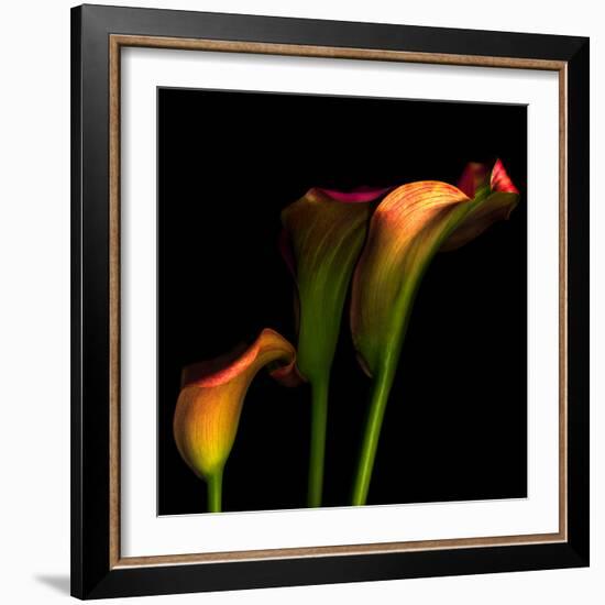 Calla Lily 2-Magda Indigo-Framed Photographic Print