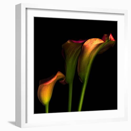 Calla Lily 2-Magda Indigo-Framed Photographic Print