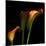 Calla Lily 2-Magda Indigo-Mounted Photographic Print