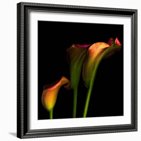 Calla Lily 2-Magda Indigo-Framed Photographic Print