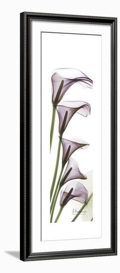 Calla Lily Blooms-Albert Koetsier-Framed Premium Giclee Print