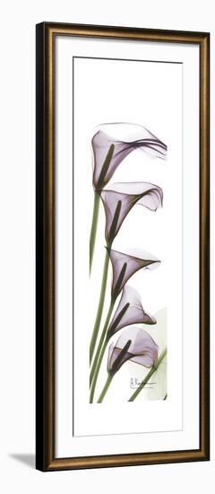 Calla Lily Blooms-Albert Koetsier-Framed Premium Giclee Print