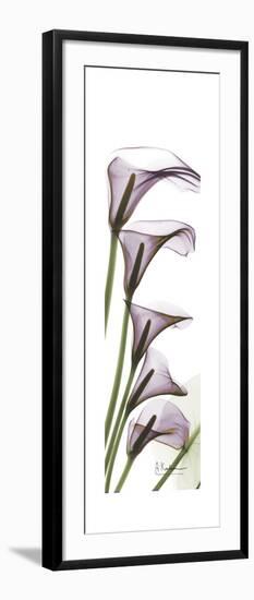 Calla Lily Blooms-Albert Koetsier-Framed Premium Giclee Print