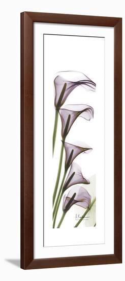 Calla Lily Blooms-Albert Koetsier-Framed Premium Giclee Print