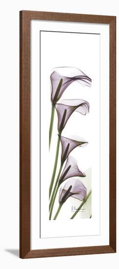 Calla Lily Blooms-Albert Koetsier-Framed Premium Giclee Print