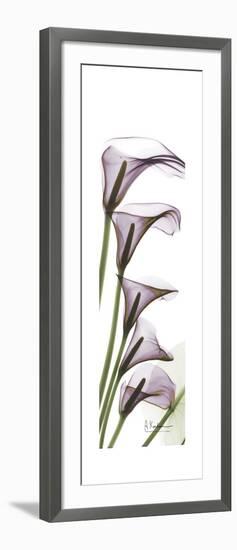 Calla Lily Blooms-Albert Koetsier-Framed Premium Giclee Print