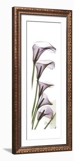 Calla Lily Blooms-Albert Koetsier-Framed Premium Giclee Print