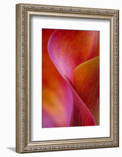 Calla Lily Curves I-Doug Chinnery-Framed Photographic Print