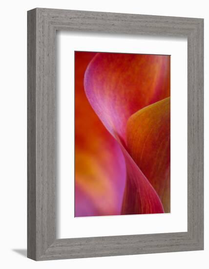 Calla Lily Curves I-Doug Chinnery-Framed Photographic Print