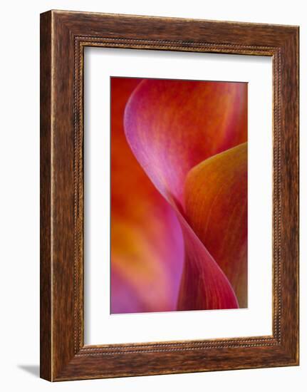 Calla Lily Curves I-Doug Chinnery-Framed Photographic Print