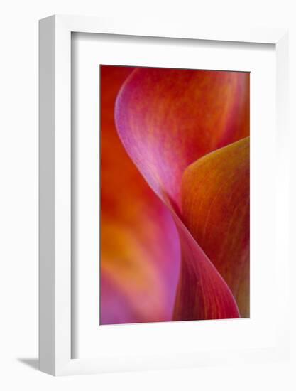 Calla Lily Curves I-Doug Chinnery-Framed Photographic Print