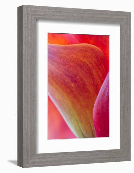 Calla Lily Curves II-Doug Chinnery-Framed Photographic Print