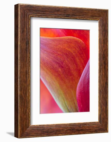 Calla Lily Curves II-Doug Chinnery-Framed Photographic Print