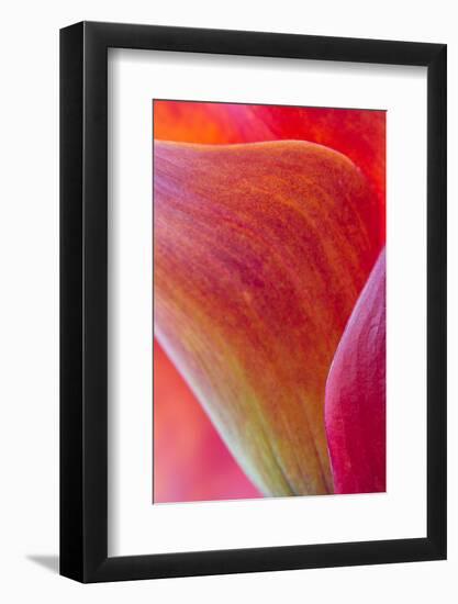 Calla Lily Curves II-Doug Chinnery-Framed Photographic Print