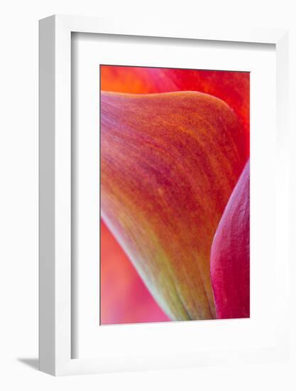 Calla Lily Curves II-Doug Chinnery-Framed Photographic Print