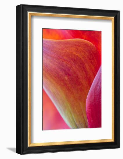 Calla Lily Curves II-Doug Chinnery-Framed Photographic Print