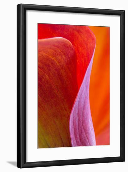 Calla Lily Curves III-Doug Chinnery-Framed Photographic Print