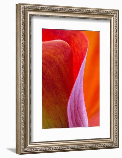 Calla Lily Curves III-Doug Chinnery-Framed Photographic Print