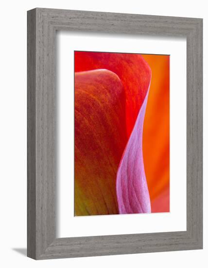 Calla Lily Curves III-Doug Chinnery-Framed Photographic Print