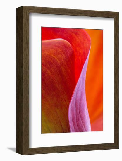 Calla Lily Curves III-Doug Chinnery-Framed Photographic Print