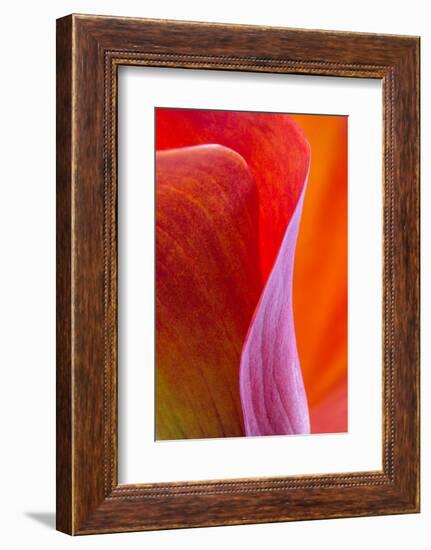 Calla Lily Curves III-Doug Chinnery-Framed Photographic Print