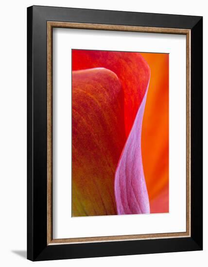 Calla Lily Curves III-Doug Chinnery-Framed Photographic Print