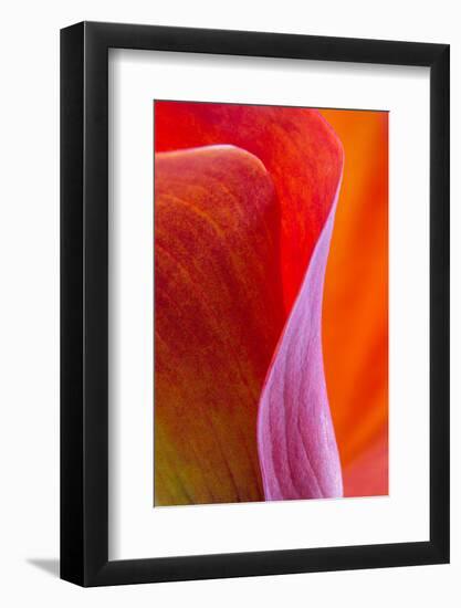 Calla Lily Curves III-Doug Chinnery-Framed Photographic Print