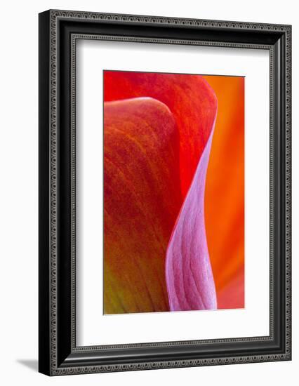 Calla Lily Curves III-Doug Chinnery-Framed Photographic Print