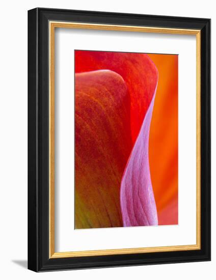 Calla Lily Curves III-Doug Chinnery-Framed Photographic Print