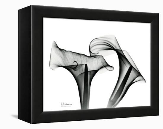 Calla Lily Gray 1-Albert Koetsier-Framed Stretched Canvas