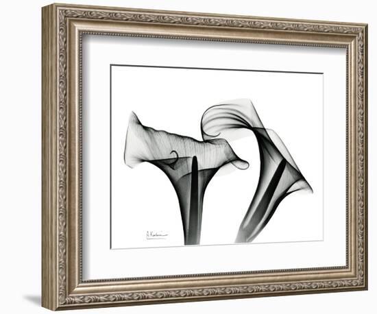 Calla Lily Gray 1-Albert Koetsier-Framed Art Print