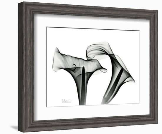 Calla Lily Gray 1-Albert Koetsier-Framed Art Print