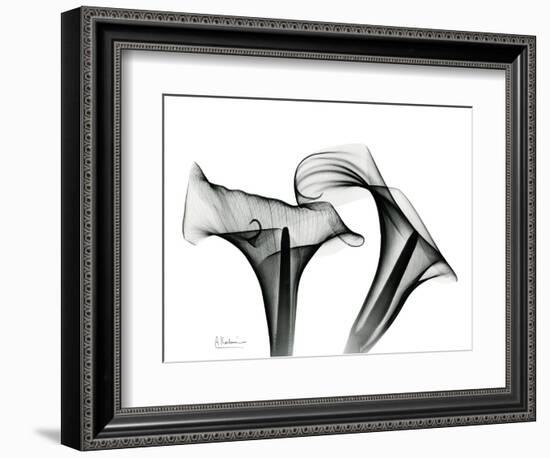 Calla Lily Gray 1-Albert Koetsier-Framed Art Print