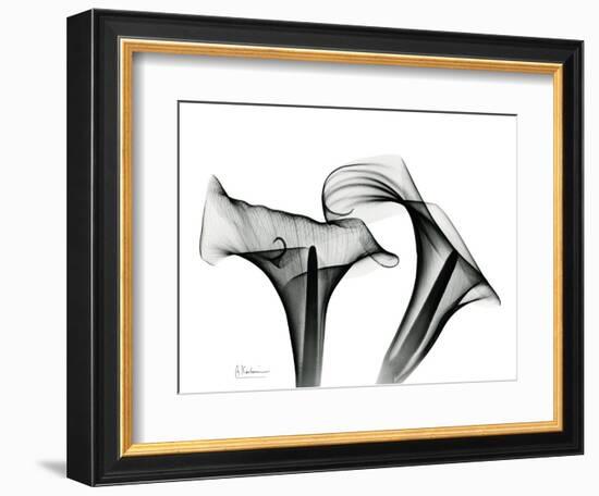 Calla Lily Gray 1-Albert Koetsier-Framed Art Print