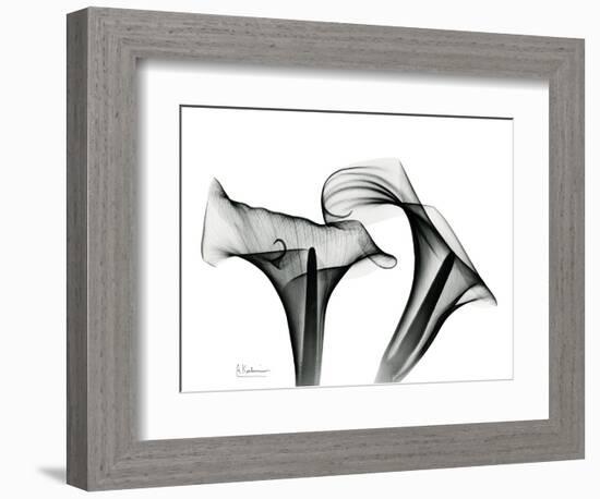 Calla Lily Gray 1-Albert Koetsier-Framed Premium Giclee Print