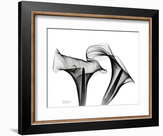 Calla Lily Gray 1-Albert Koetsier-Framed Premium Giclee Print