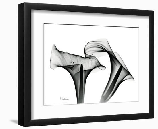 Calla Lily Gray 1-Albert Koetsier-Framed Premium Giclee Print