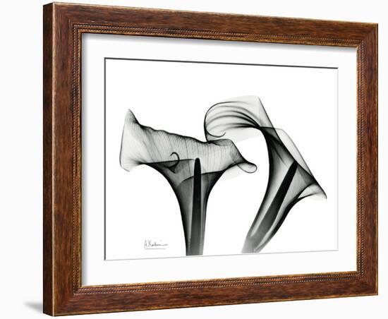 Calla Lily Gray 1-Albert Koetsier-Framed Art Print