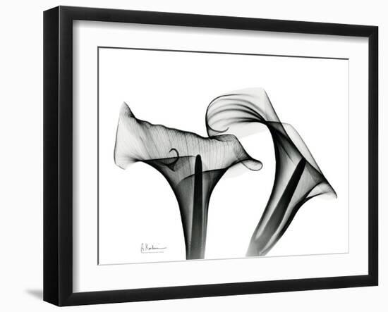 Calla Lily Gray 1-Albert Koetsier-Framed Art Print