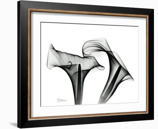 Calla Lily Gray 1-Albert Koetsier-Framed Art Print